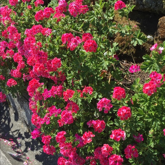 Meet your Posher, Amy - Picture 1 of 1